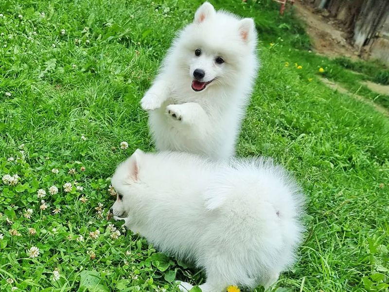 Foto_Japanspitz_eiss_doppelt-1