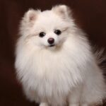 zwergspitz-umbacher-spitze