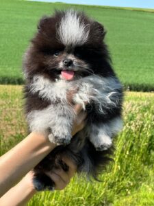 Pomeranians-Zwergspitz